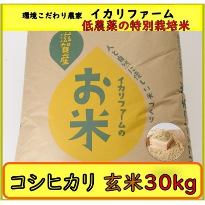 画像2: 新米【６年産】コシヒカリ　玄米30kg（30ｋｇ×1袋）