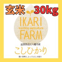 新米【６年産】コシヒカリ　玄米30kg（30ｋｇ×1袋）