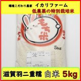 画像: 【６年産】　滋賀羽二重糯　白米　５ｋｇ