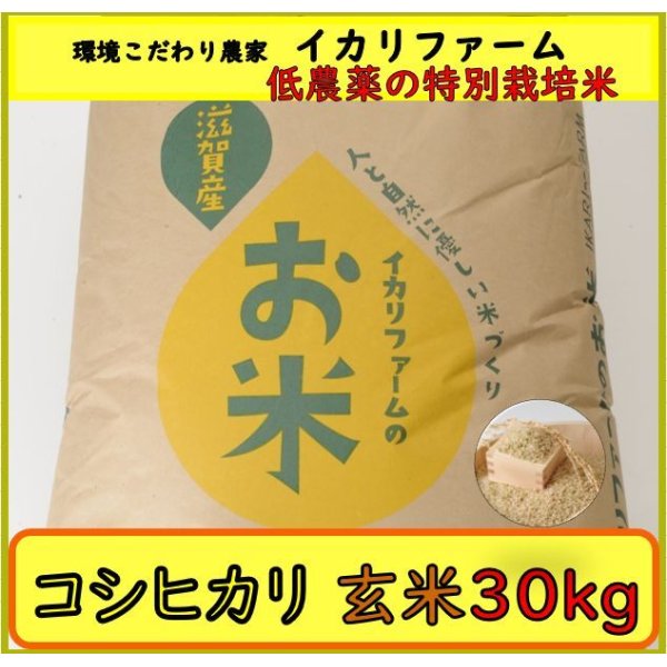 画像2: 新米【６年産】コシヒカリ　玄米30kg（30ｋｇ×1袋） (2)