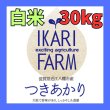 画像1: 新米　【６年産】つきあかり　白米３０kg（30ｋｇ×１袋）　★予約★9/10以降での発送予定 (1)